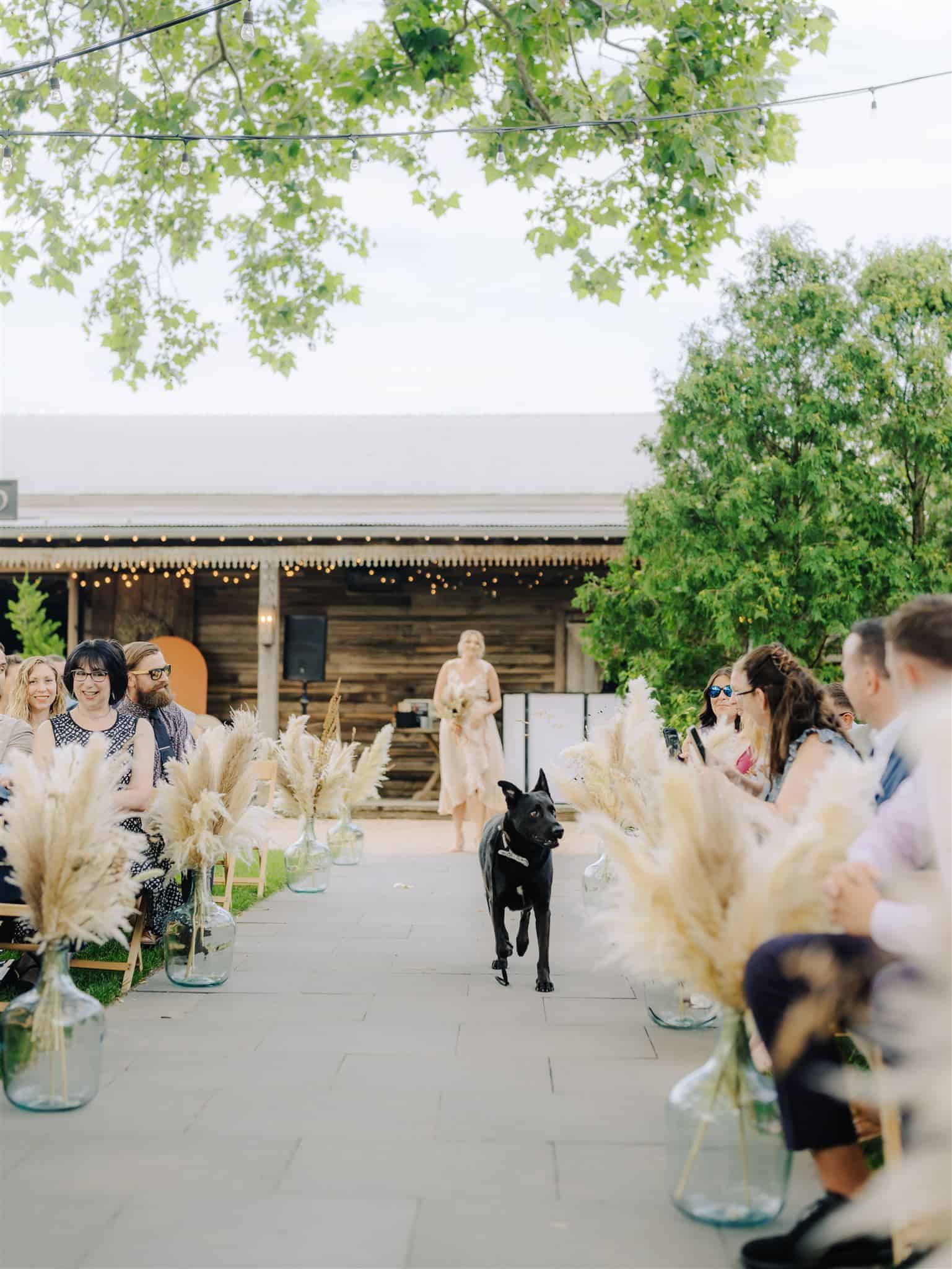 dog running down the aisle of wedding at terrain at styer's