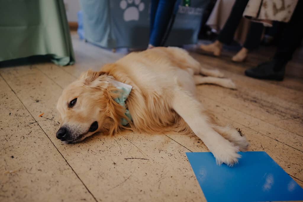 a dog comfortably lays on the floor of Rembrandt Yard 